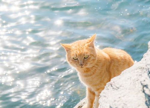 流浪猫的 诗与远方 日本摄影师镜头下悠闲的猫