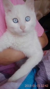 白色蓝眼睛的猫是什么品种 