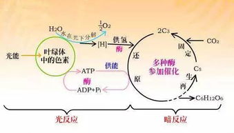 高中生物必修一都学啥 知识点总结 