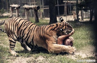 拳王泰森如何养猛兽的 他认为老虎比狮子好,结果差点被老虎吃了