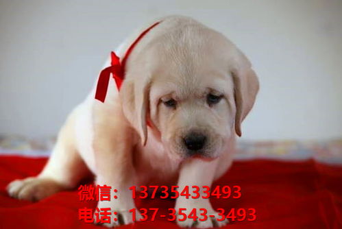 南京宠物狗狗在哪有卖狗地方 网上狗市场在买狗纯种拉布拉多