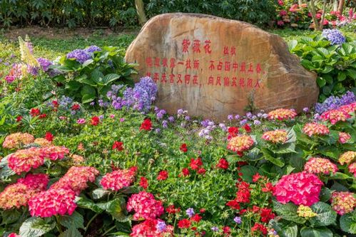 深圳仙湖植物园五一有什么花看 