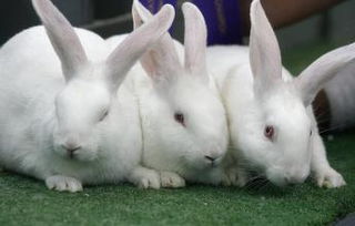 兔子的养殖技术以及养兔子利润怎么样