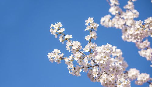 春分的美好寓意和象征,春分是几月几日？春分的风俗活动和寓意-壹健康经验