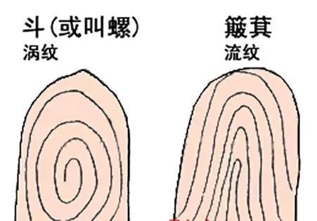 指纹几个斗,代表什么命 爆准 