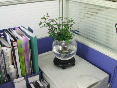 办公桌上放什么植物好介绍 办公桌上放植物攻略