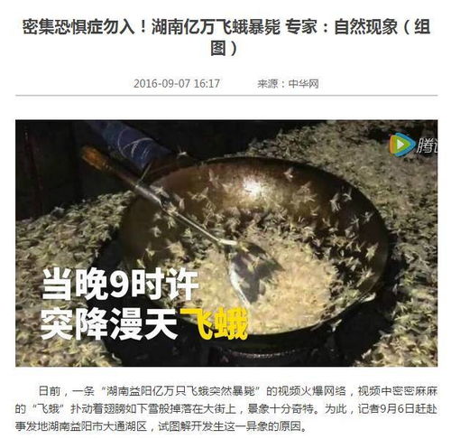 铺天盖地 成千上万不明小飞虫 突袭 琼海嘉积大桥 这些虫到底是啥 