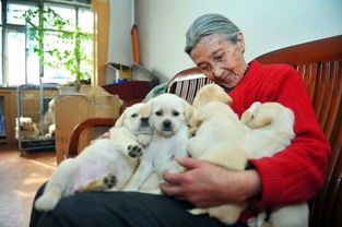 新疆乌鲁木齐市八旬老太家中养狗15只 欲寻爱狗人士收养 