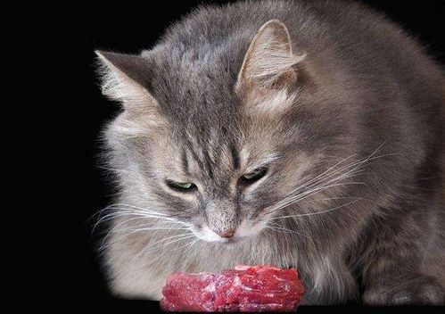 虽然吃生肉不会让猫咪变得更凶残,但是给猫咪喂食生肉要谨慎