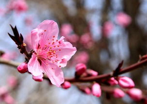 玄风师傅 婚姻摇摆,今年外面容易有人的生肖 