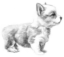 素描动物入门 素描小狗的绘画教程 3