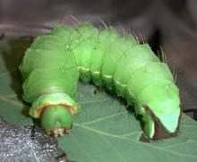 这种绿色的虫子叫什么名子呀 