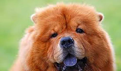 狗狗的舌头有黑色斑点,是病变还是高贵象征 其实是我们想太多了