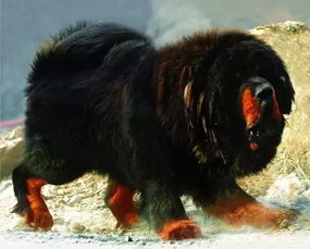 这些藏区稀有动物,你在西藏遇见过吗 