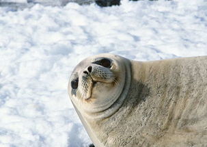 极地海洋生物动物世界海狮海豹摄影图片素材 模板下载 2.98MB 其他大全 标志丨符号 