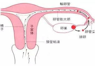 输卵管(输卵管通畅检查的方法有几种)