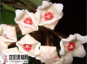 厚花球兰 Hoya dasyantha 图片