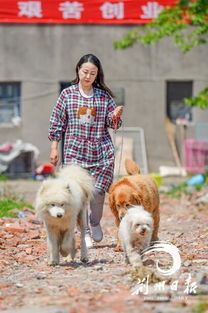 荆州市流浪小动物保护中心 3年救助1500只小动物