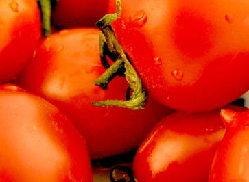 黄瓜食用9禁忌 吃黄瓜不能搭花生和西红柿