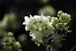 植物风水你知多少