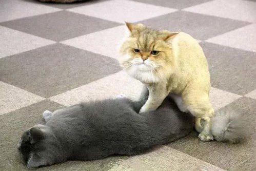 猫咪为什么会打架 偶尔打架正常,经常打架就需要铲屎官正确处理