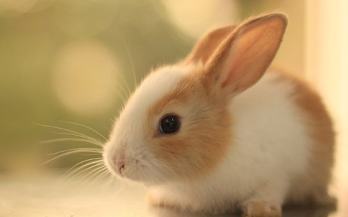 可爱动物小兔子高清电脑壁纸