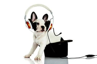 狗狗爱听的音乐,专门给狗狗听的音乐
