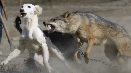 野狼战斗力爆棚 单挑5条猛犬,边吃猎物边对付5条狗 