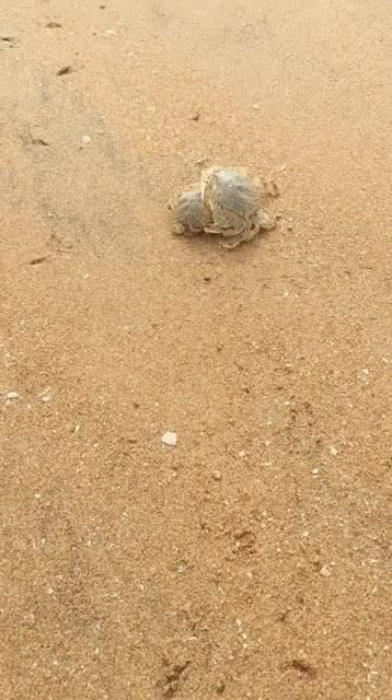 在海边发现了一个大螃蟹带着一个小螃蟹,简直是可爱极了 