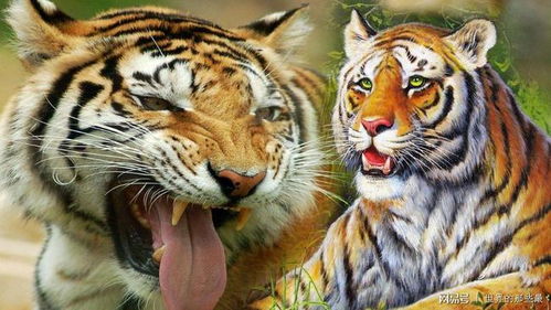 世界上有哪些动物能战胜老虎 狮子藏獒算一个吗