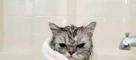 果然猫咪洗澡还是水洗好,使用干洗粉麻烦真不少,大家需慎重选择