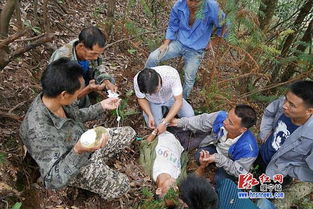 六旬老人独自进山失踪 4天后被救时已极度虚弱