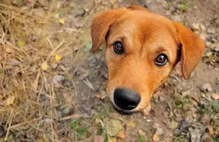 河南发布物业管理区禁养犬名单,有你家养的犬种吗