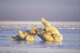 非常罕见的北极熊生活照 