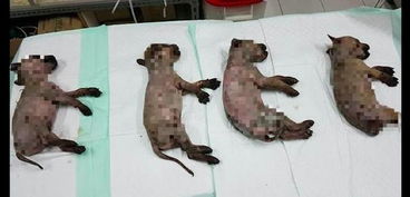 5只小狗被人故意泼强酸,全身烧伤受伤严重,几天后都去了天堂