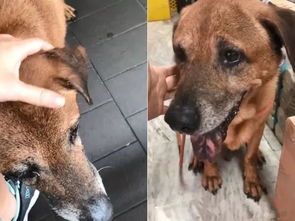 13岁老狗被丢路边发现自己被弃养,伤心的哭了...
