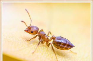 家里蚂蚁太多怎么办 教你几招快速消失,就不会再有蚂蚁了