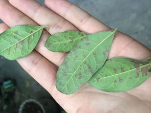 植物叶片发黄不光是缺水造成的,这些都是造成黄叶的原因 