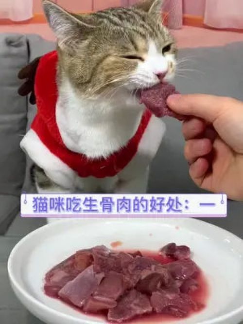 猫咪吃生骨肉有什么好处呢 生骨肉 猫 生骨肉喂养猫咪 养猫新手 吃货猫 