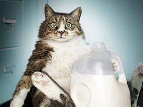 给猫喝牛奶有什么危害