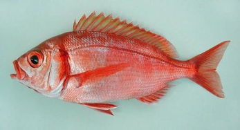 海鱼扁扁的鱼红色的是什么鱼 