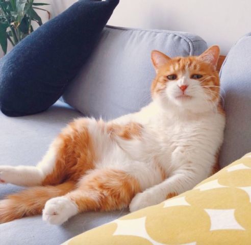 惹人喜爱的肥肥橘猫,看眼神也是戏精无疑了