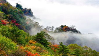 河南栾川老君山门票预订 河南栾川老君山门票价格 河南栾川老君山门票多少钱 