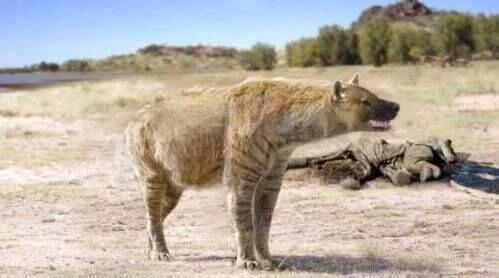 地球史上最大的狗,高1.8米重800斤,比狮子老虎恐怖多了好神奇
