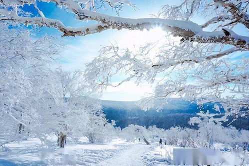 她拥有着国内冬天最美的雪景,有一百零一个北京那么大,冬天很美