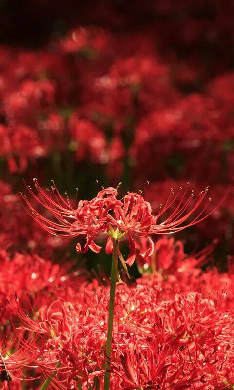 曼陀罗花的花语是什么,曼莎陀螺花语