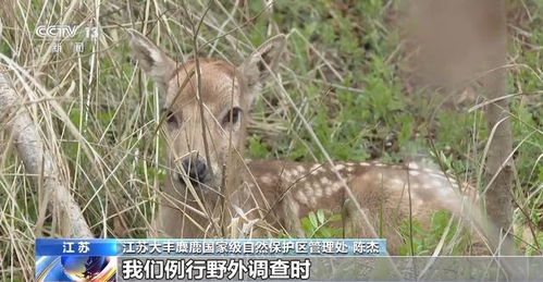 第十个世界野生动植物日 我国野生动植物保护传来这些喜讯