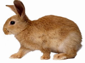 法国兔子泛滥成灾 猎人被判赔偿农民的损失 