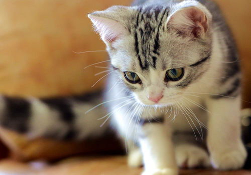 次氯酸对猫咪有害吗(养猫可以用次氯酸消毒吗)