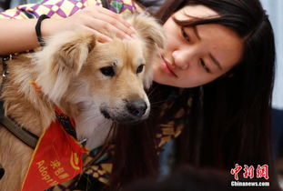 北京举行宠物领养日 热心市民关爱流浪猫狗 